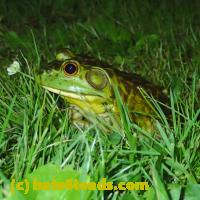 /home//u458753944/public_html/sourcegallery/////////////Frogs/More bullfrogs/P6040122.JPG